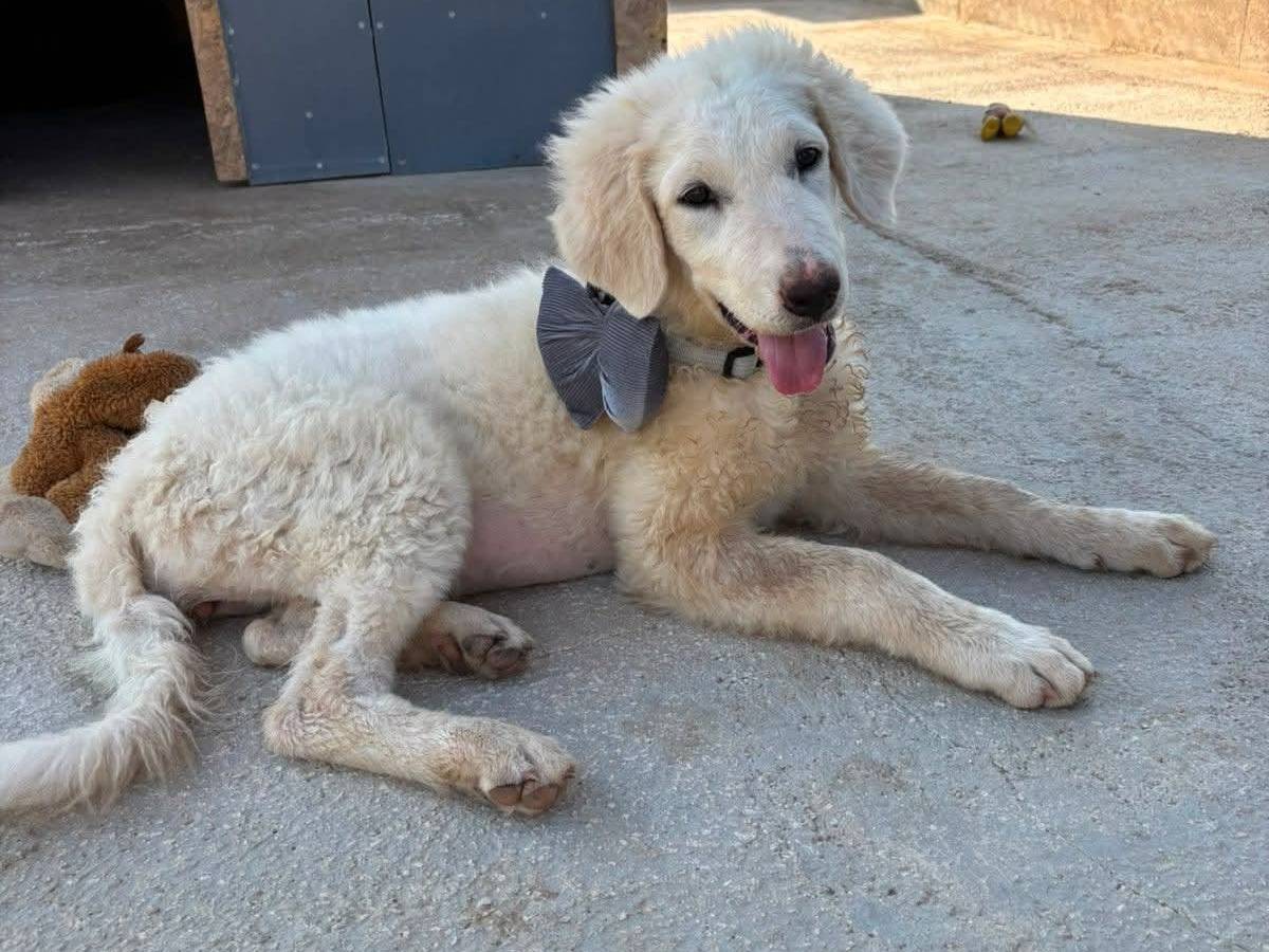 Adotta un cane, femmina, 4 mesi, Bari