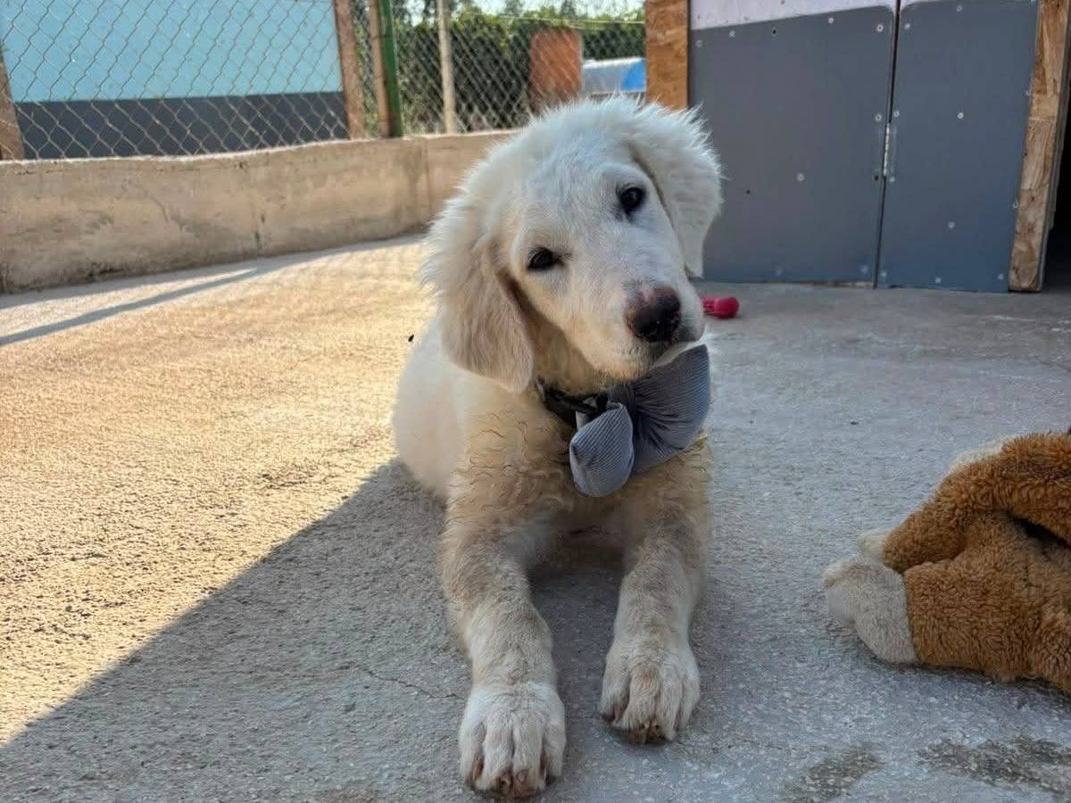 Adozione cane, femmina, Razza sconosciuta Razza sconosciuta, 4 mesi, taglia piccola, Bari