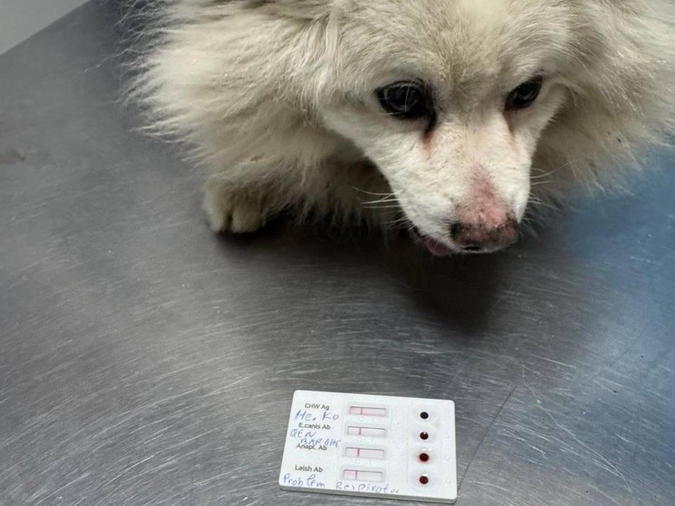 Adotta il cane Nano a Ancona