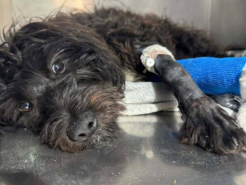 Adozione cane, maschio, Razza sconosciuta Razza sconosciuta, 1 anno, taglia piccola, Ancona
