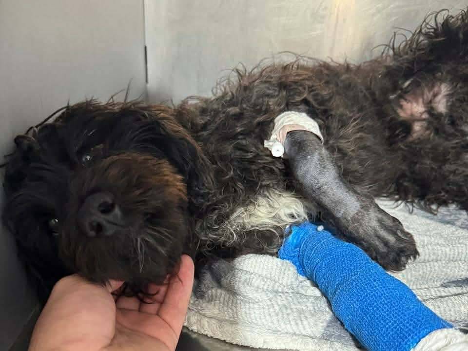 Adotta un cane, maschio, 1 anno, Ancona