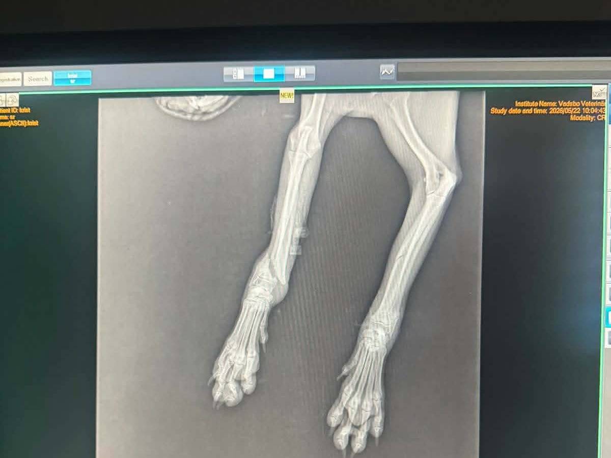 Adotta un cane, taglia piccola, maschio, Ancona