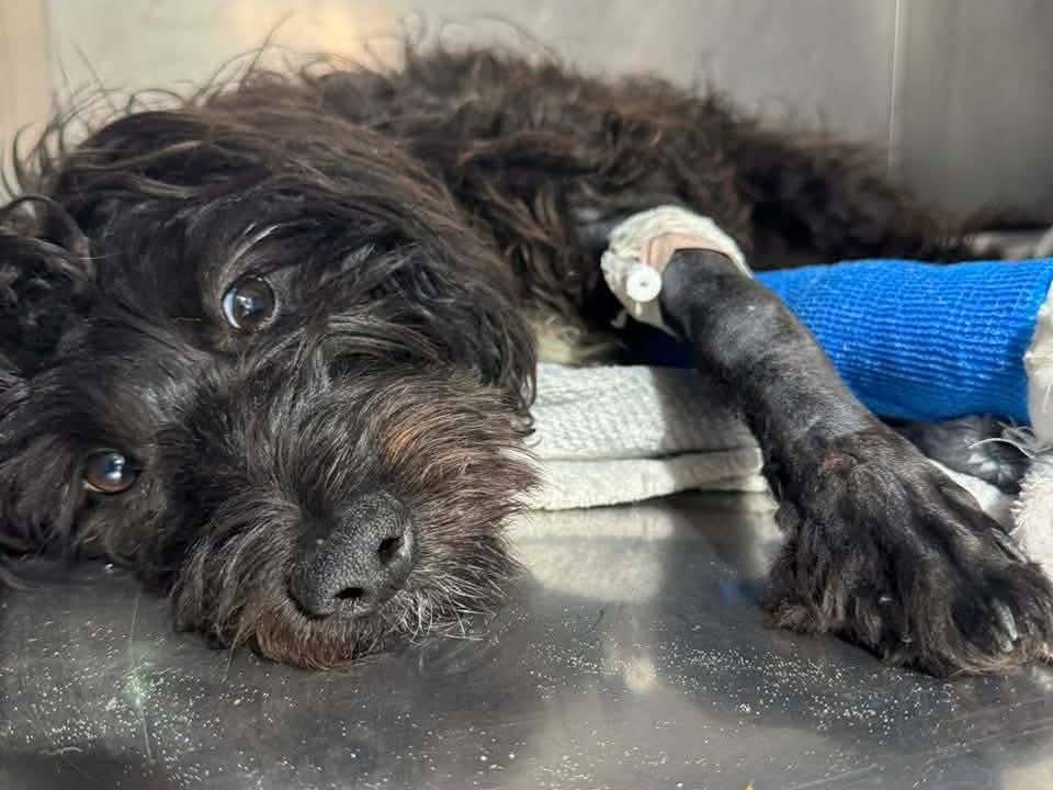 Vuoi adottare un cane a Ancona?