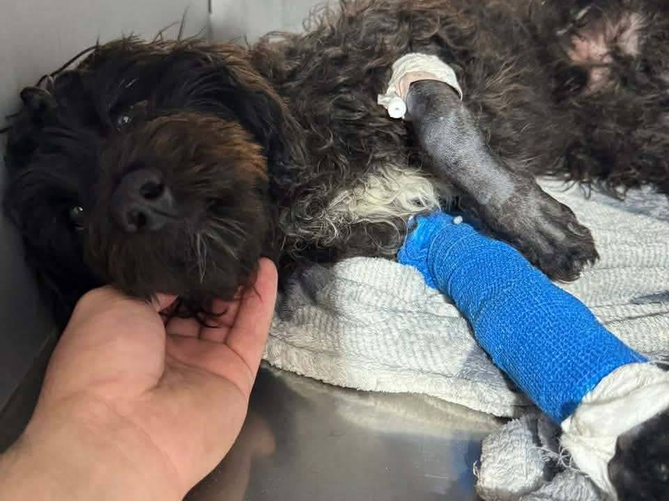 Adotta il cane Brownie a Ancona
