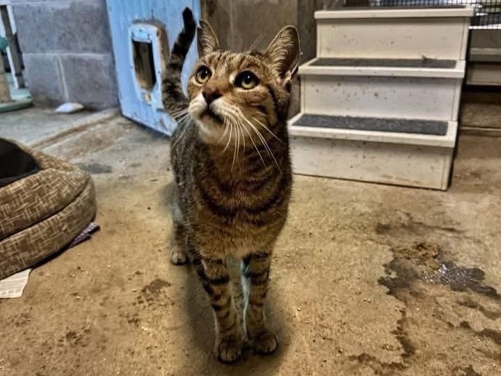 Adozione gatto, maschio, Razza sconosciuta Razza sconosciuta, 13 anni e 6 mesi, taglia non valida, Genova