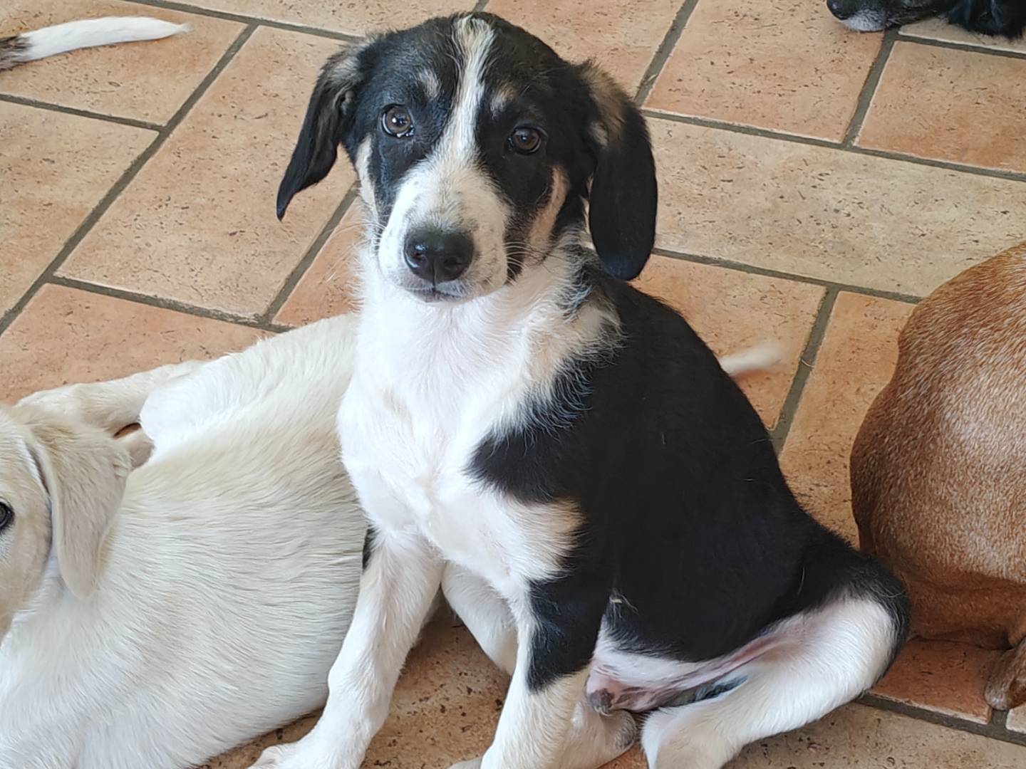 Adozione cane, maschio, Razza sconosciuta Razza sconosciuta, 3 mesi, taglia media, Monza