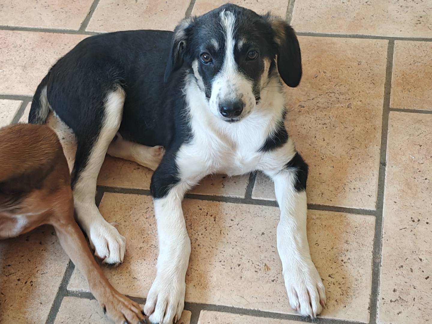 Adotta un cane, maschio, 3 mesi, Monza