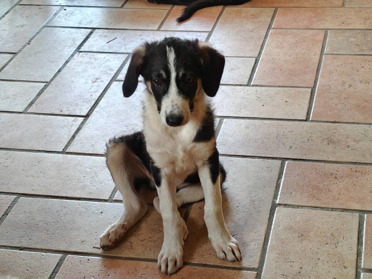 Adotta un cane, taglia media, maschio, Monza
