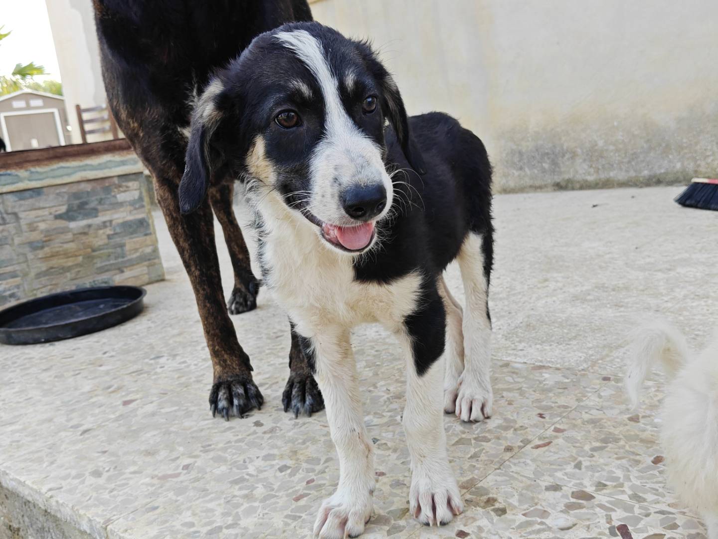Vuoi adottare un cane a Monza?