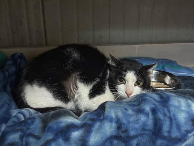 Adozione gatto, femmina, Razza sconosciuta Razza sconosciuta, 10 anni e 6 mesi, taglia non valida, Genova