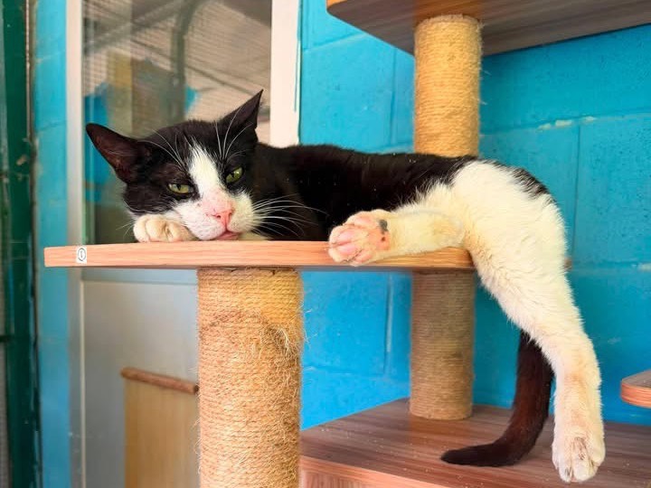 Adozione gatto, maschio, Razza sconosciuta Razza sconosciuta, 8 anni e 6 mesi, taglia non valida, Genova