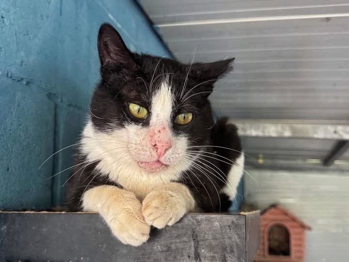 Adotta un gatto, maschio, 8 anni e 6 mesi, Genova