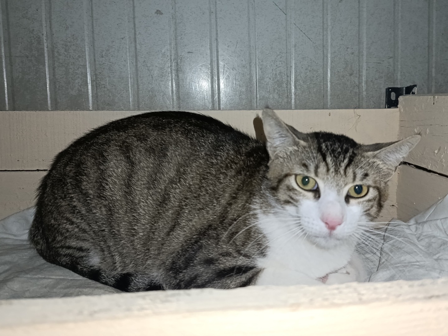 Adozione gatto, maschio, Razza sconosciuta Razza sconosciuta, 2 anni e 1 mese, taglia non valida, Genova