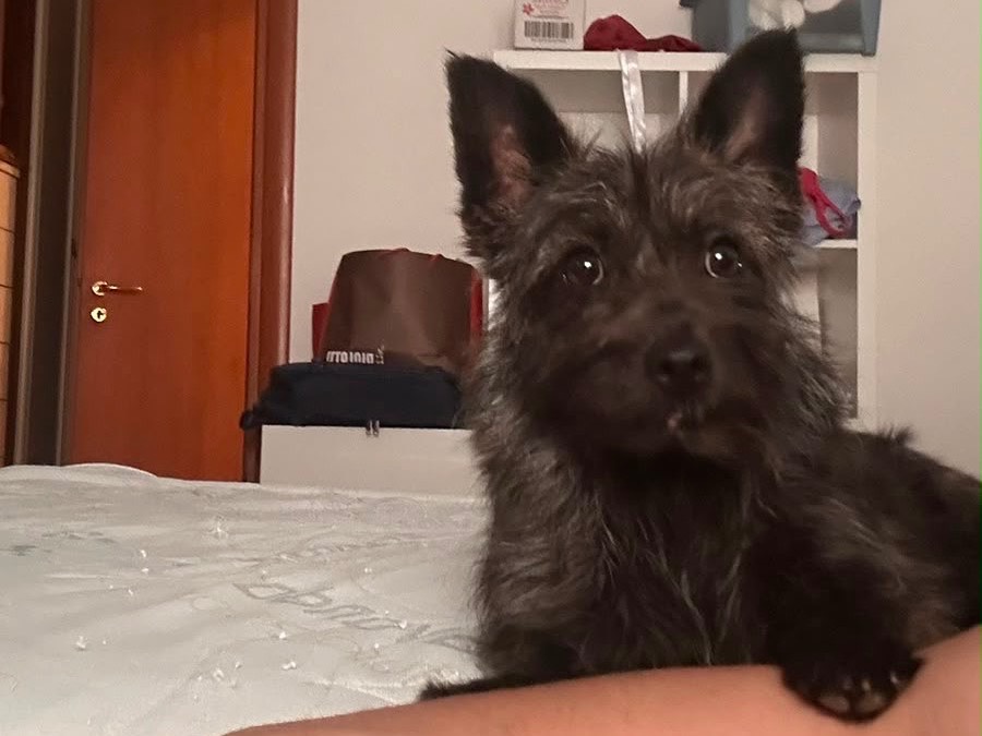 Adozione cane, femmina, Razza sconosciuta Razza sconosciuta, 1 anno, taglia piccola, Salerno