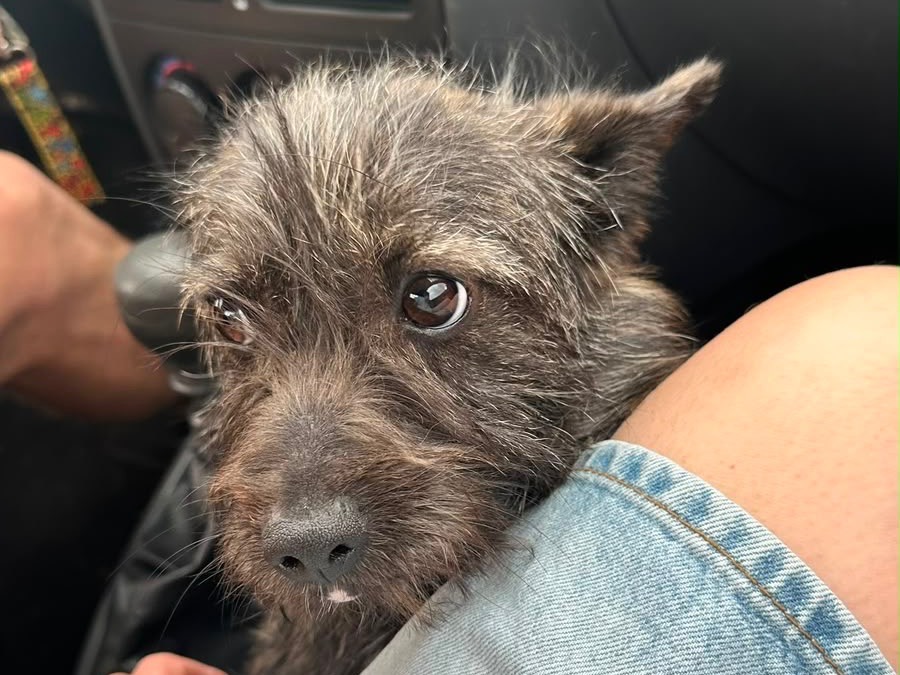 Adotta un cane, femmina, 1 anno, Salerno