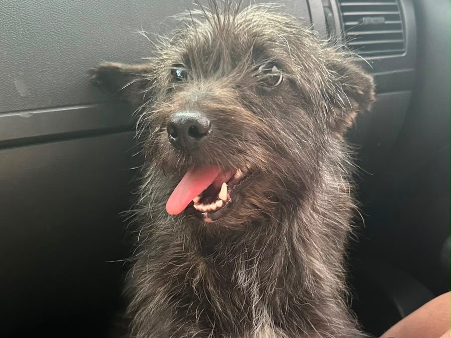 Vuoi adottare un cane a Salerno?