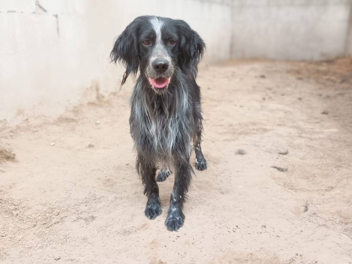 Adozione cane, maschio, Setter Inglese Razza sconosciuta, 5 anni, taglia media contenuta, Caserta