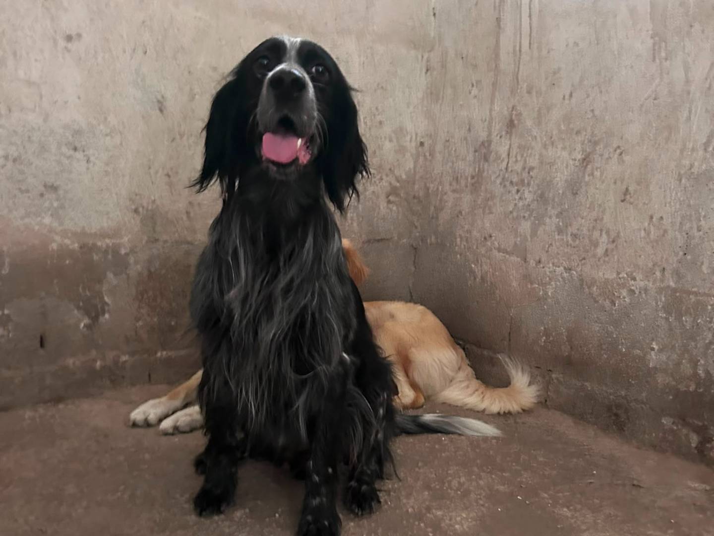 Adotta un cane, maschio, 5 anni, Caserta