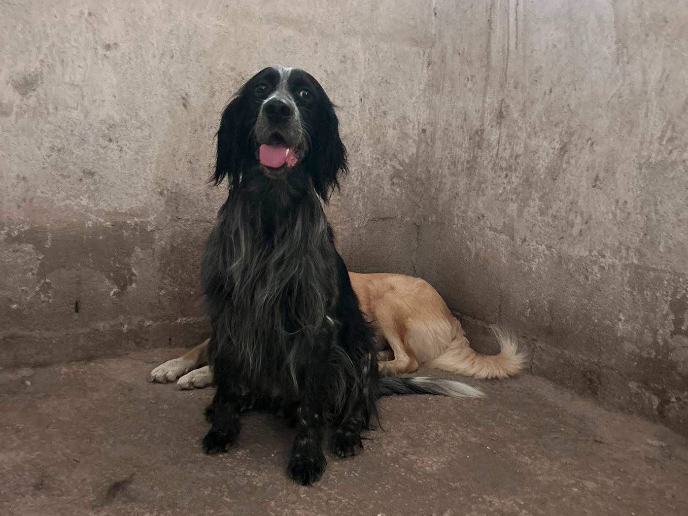 Adotta un cane, taglia media contenuta, maschio, Caserta