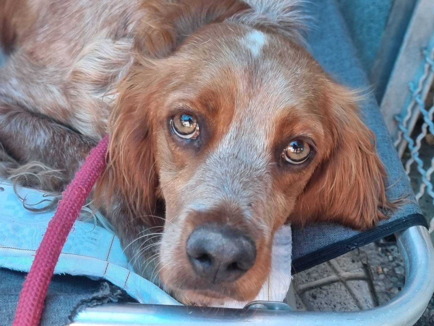 Adozione cane, maschio, Breton Razza sconosciuta, 3 anni e 4 mesi, taglia media, Pavia