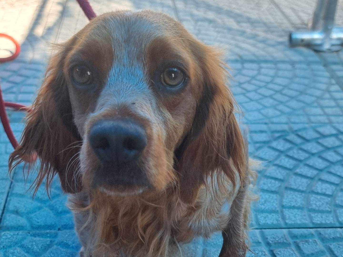 Adotta un cane, taglia media, maschio, Pavia