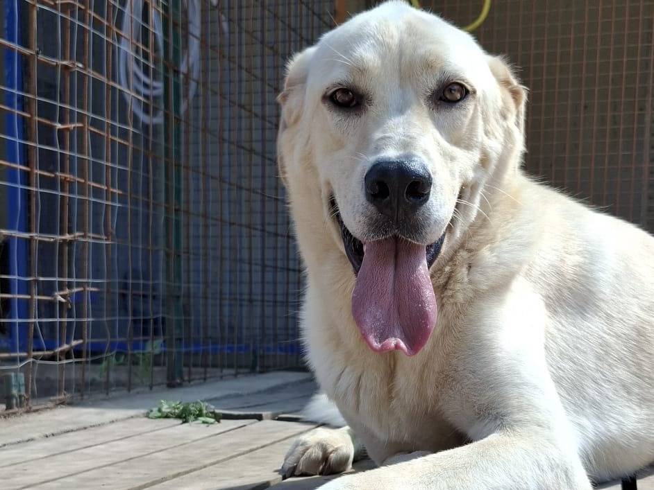 Adotta un cane, maschio, 1 anno e 8 mesi, Caserta