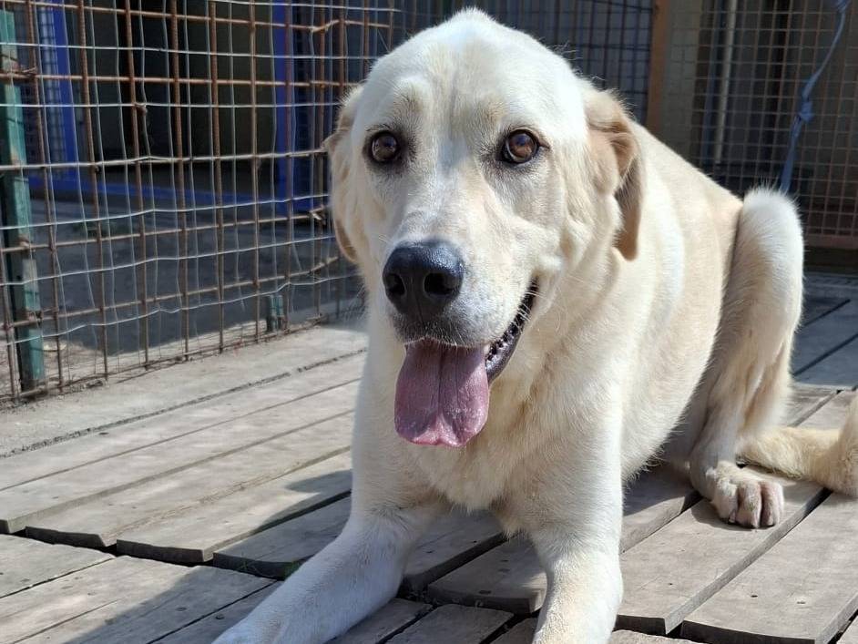 Adotta un cane, taglia media, maschio, Caserta