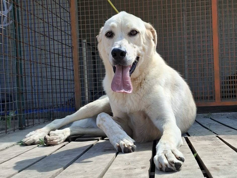 Adozione cane, maschio, Labrador Retriever Razza sconosciuta, 1 anno e 8 mesi, taglia media, Caserta