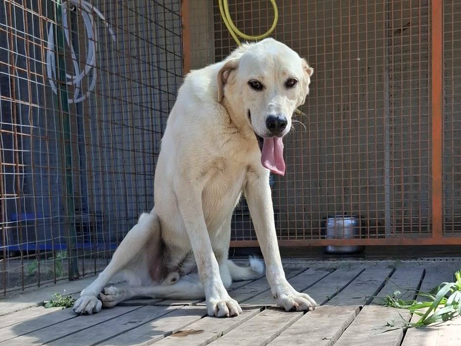 Vuoi adottare un cane a Caserta?