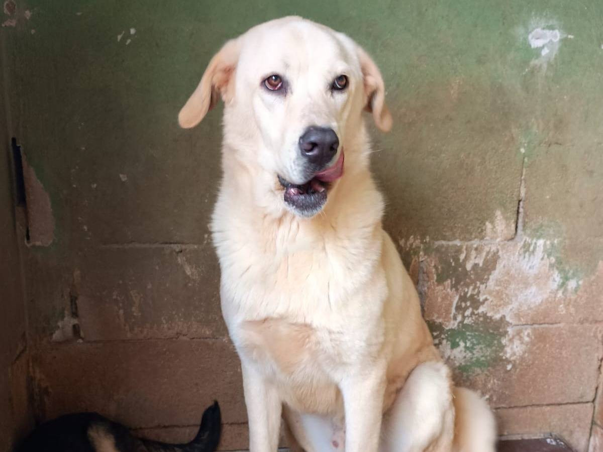 Adotta il cane CREMINO a Caserta