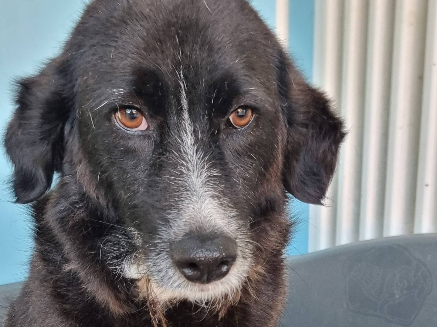 Adozione cane, femmina, Razza sconosciuta Razza sconosciuta, 6 anni e 4 mesi, taglia media contenuta, Pavia