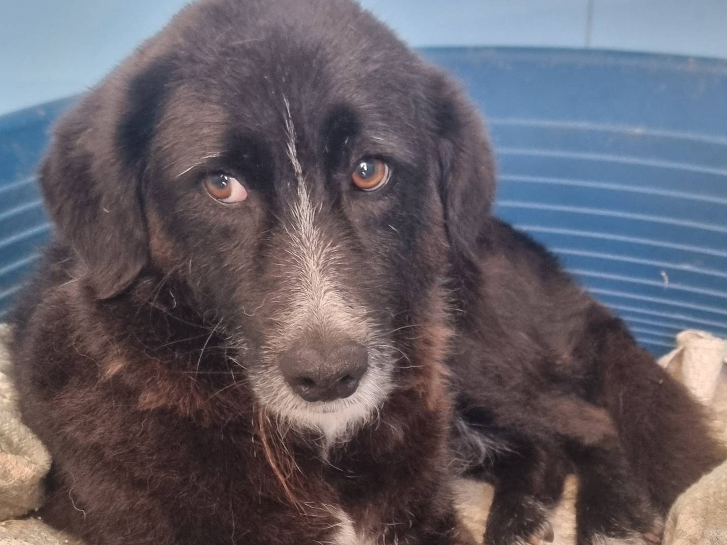 Adotta un cane, femmina, 6 anni e 4 mesi, Pavia