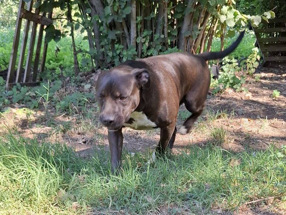 Foto 2 dell'animale