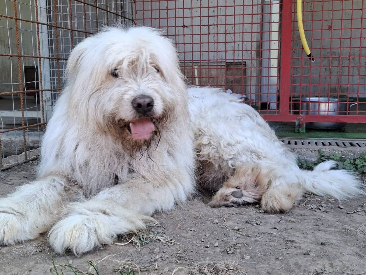 Adozione cane, maschio, Razza sconosciuta Razza sconosciuta, 8 anni e 2 mesi, taglia grande, Caserta