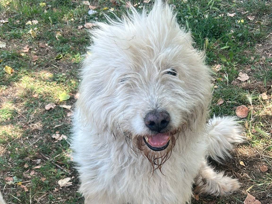 Adotta un cane, taglia grande, maschio, Caserta