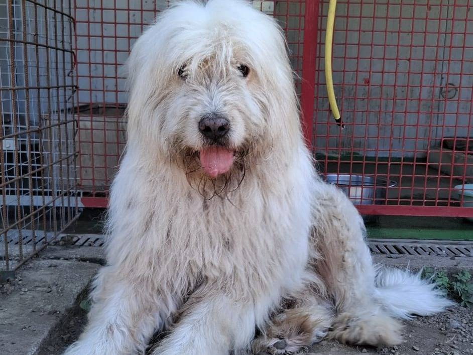 Vuoi adottare un cane a Caserta?