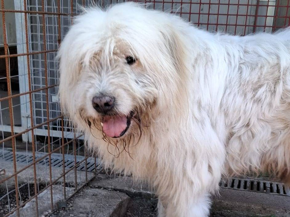 Adotta il cane NAPOLEONE a Caserta