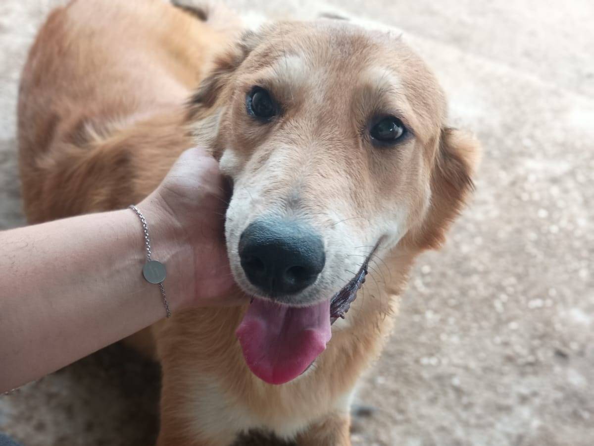 Adozione cane, femmina, Razza sconosciuta Razza sconosciuta, 1 anno, taglia media, Caserta