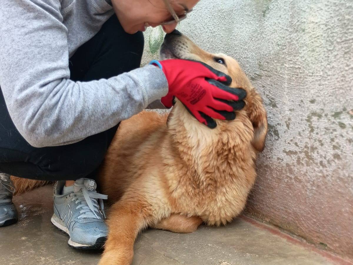 Vuoi adottare un cane a Caserta?