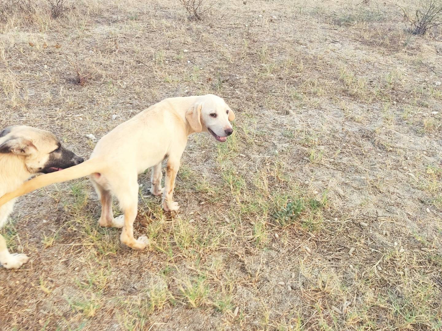 Vuoi adottare un cane a Piacenza?