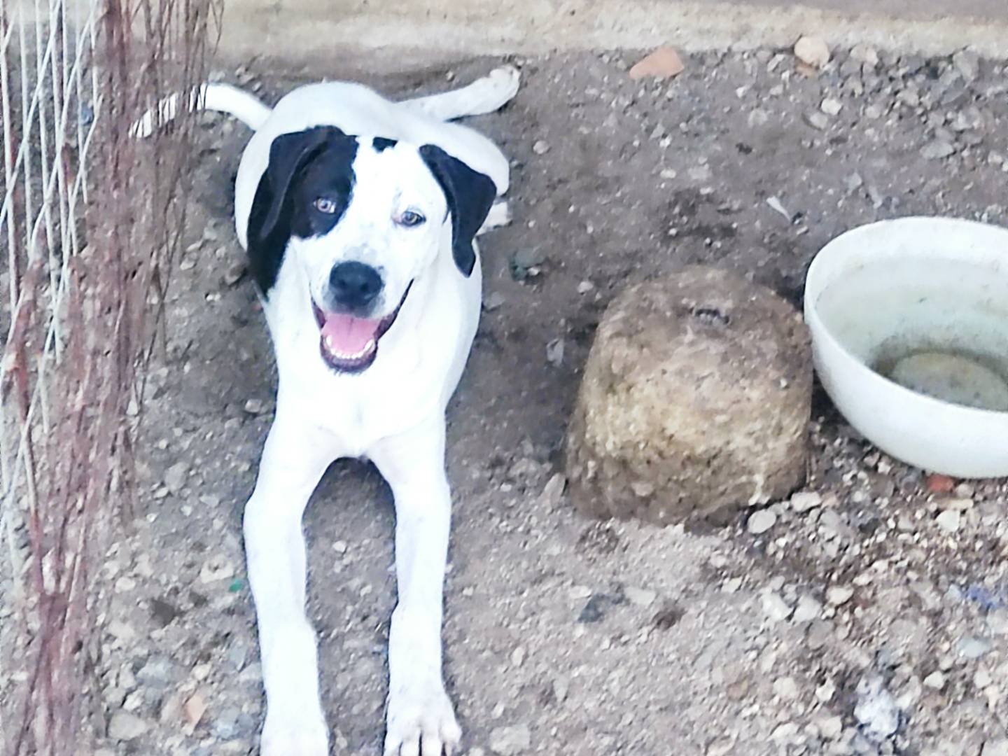 Adozione cane, femmina, Razza sconosciuta Razza sconosciuta, 5 mesi, taglia media, Cremona
