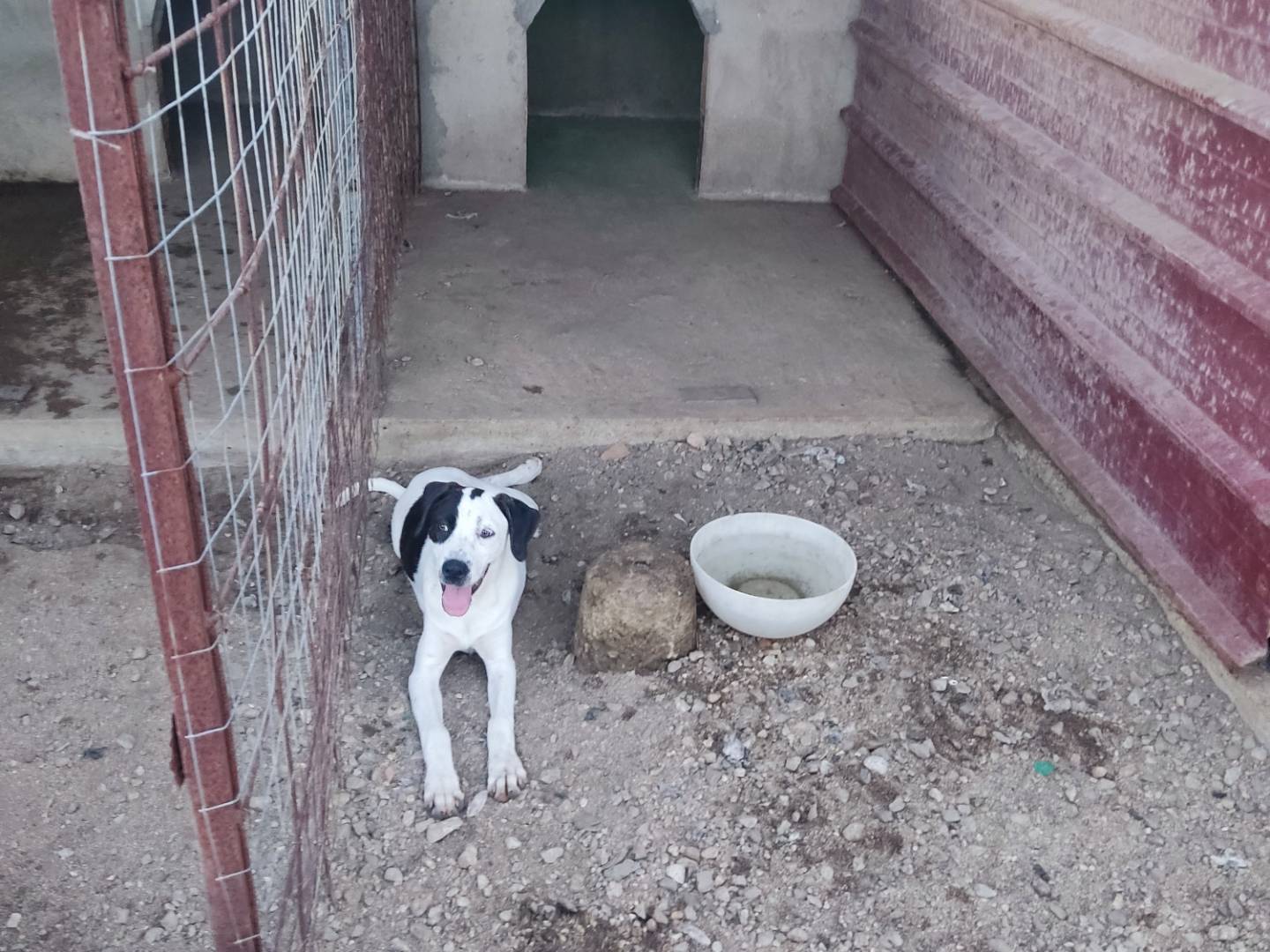 Adotta un cane, femmina, 5 mesi, Cremona