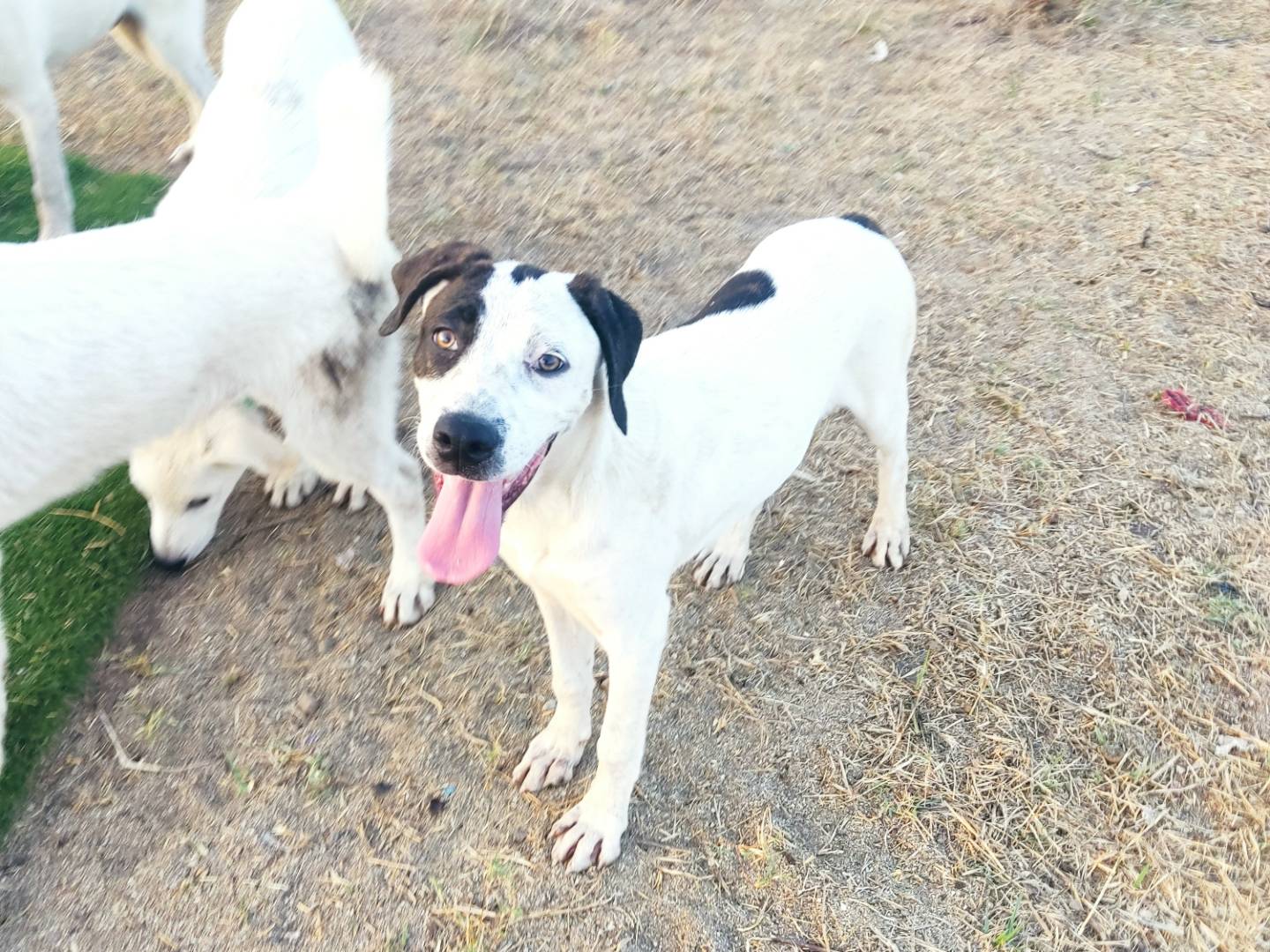 Adotta un cane, taglia media, femmina, Cremona