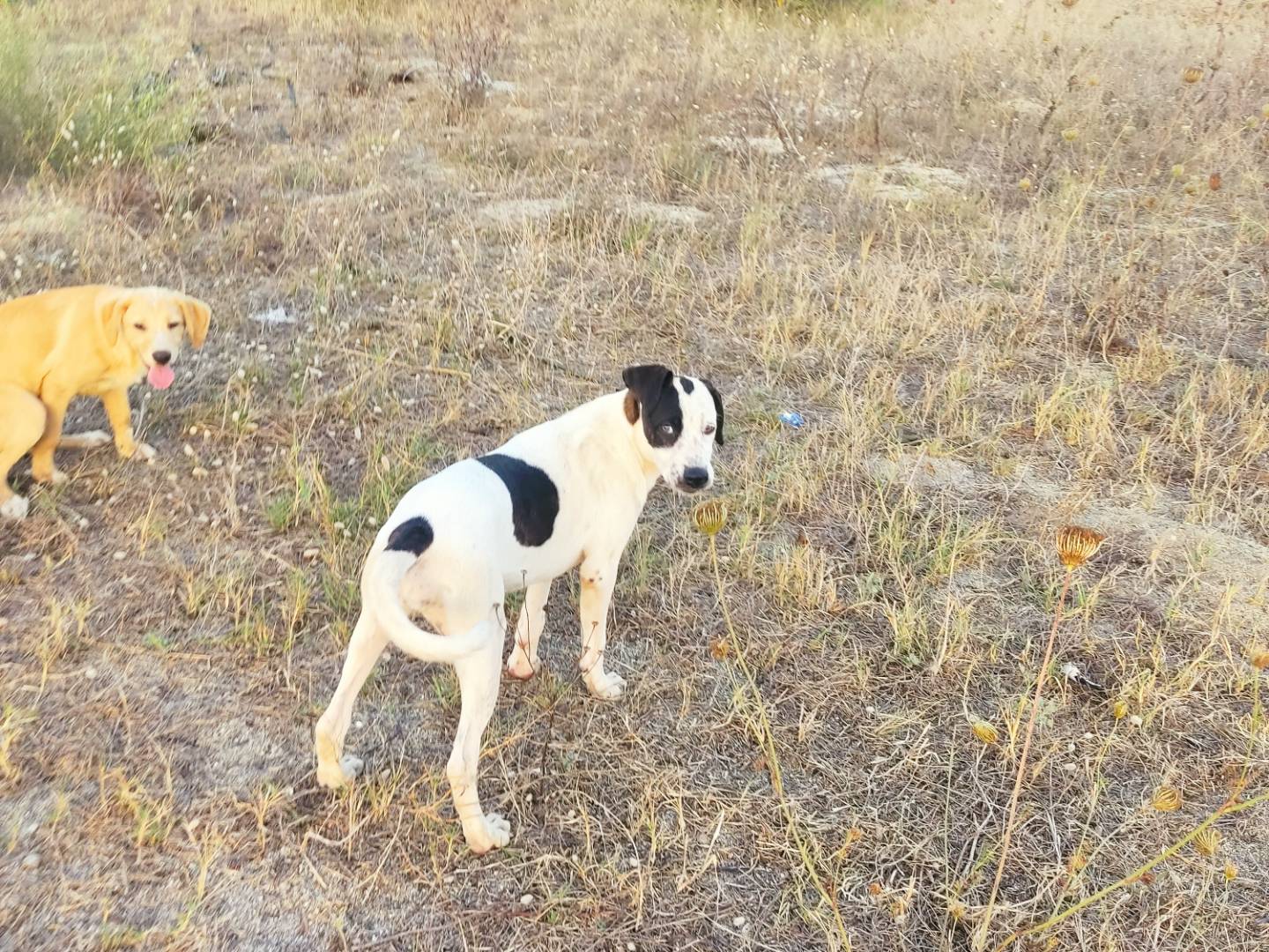Vuoi adottare un cane a Cremona?