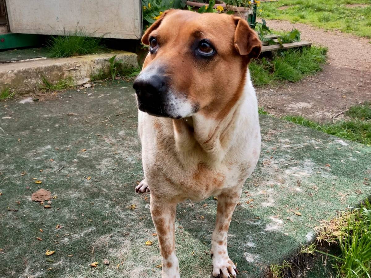 Vuoi adottare un cane a Caserta?