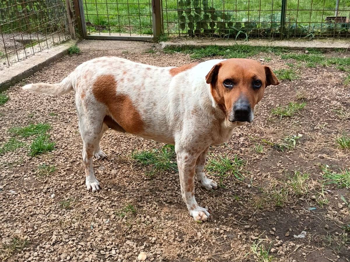 Adotta il cane CLARA a Caserta