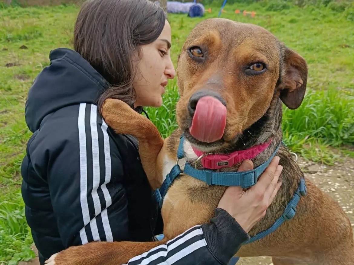 Vuoi adottare un cane a Caserta?
