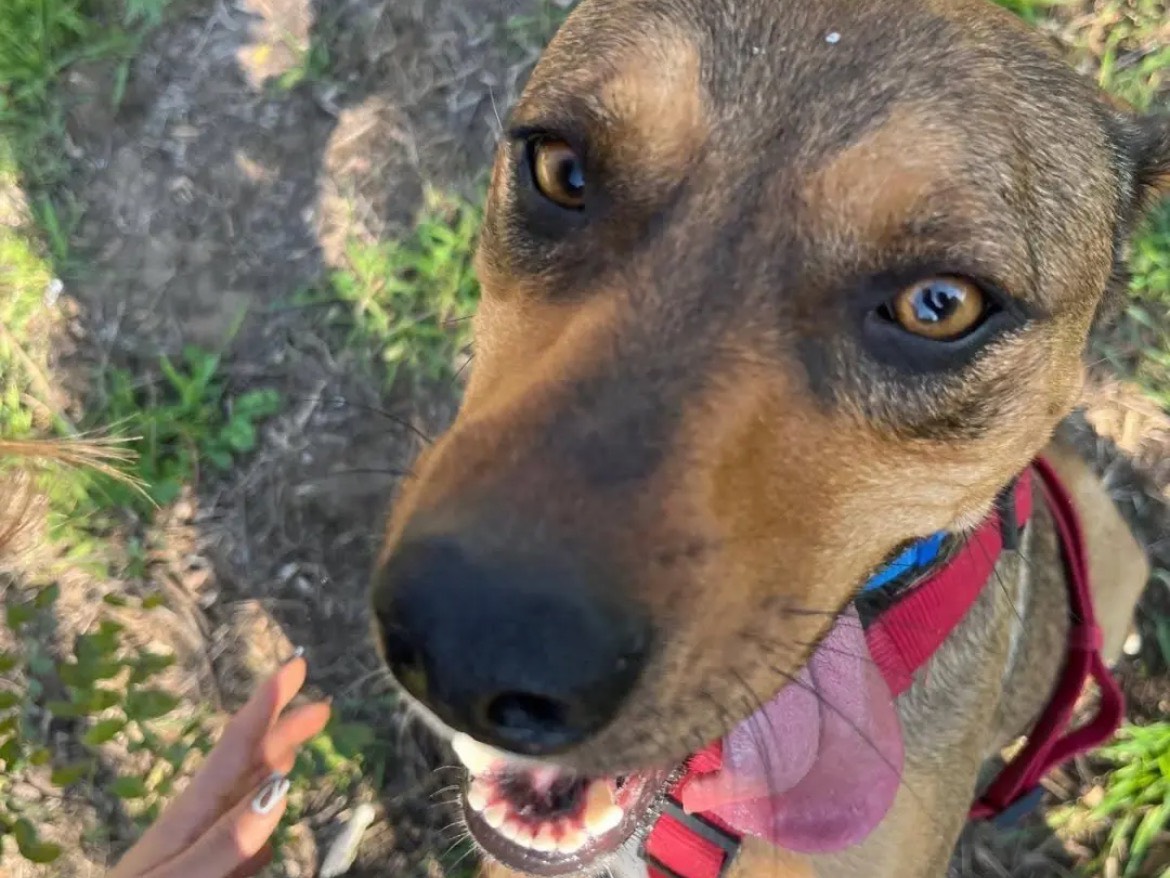 Adotta un cane, femmina, 2 anni e 3 mesi, Caserta