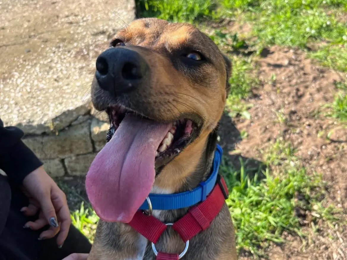 Adotta un cane, taglia media, femmina, Caserta