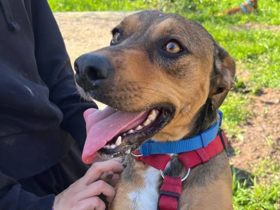 Adozione cane, femmina, Razza sconosciuta Razza sconosciuta, 2 anni e 3 mesi, taglia media, Caserta